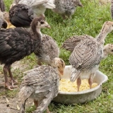 Kada se ćurke mogu pustiti napolje?